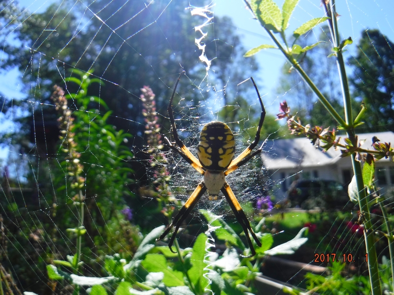 Yellow Garden Spider in one of my garden beds